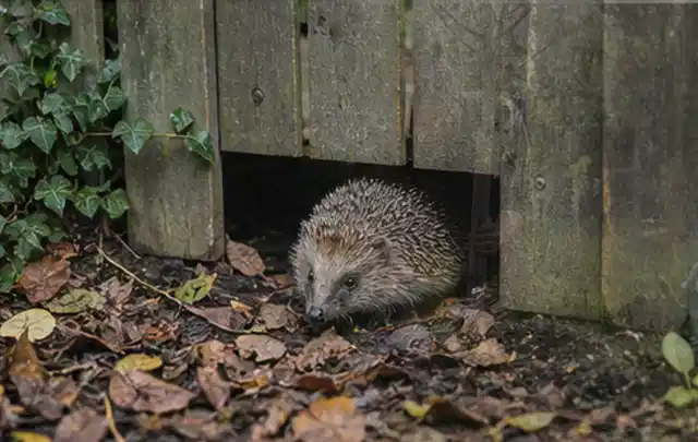 Igel nutzt einen bodennahen Durchgang unter einem hölzernen Gartenzaun; Thema Pelletgrills, Schwerpunkt Gärten mit kleiner Fläche; Ausgangslage.