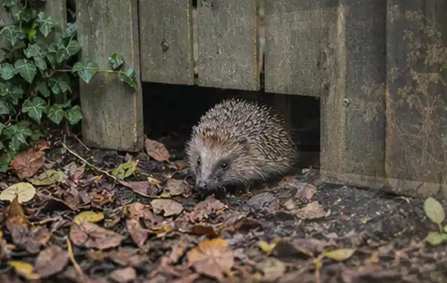 Igel nutzt einen bodennahen Durchgang unter einem hölzernen Gartenzaun; Thema Pelletgrills, Schwerpunkt Kaufberatung; Kontrolle.