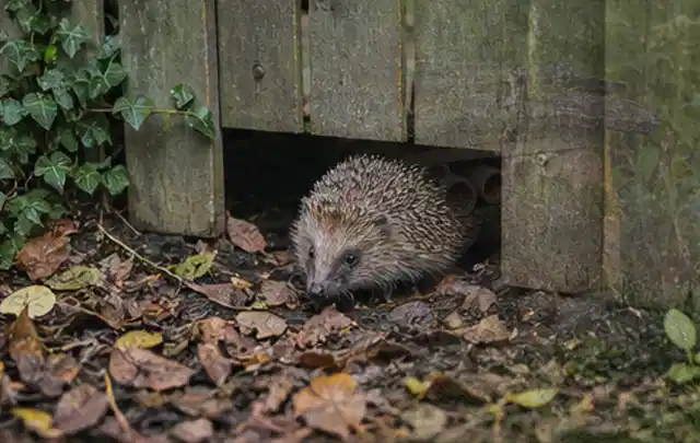 Igel nutzt einen bodennahen Durchgang unter einem hölzernen Gartenzaun; Thema Pelletgrills, Schwerpunkt Leistung; Ergebnis.