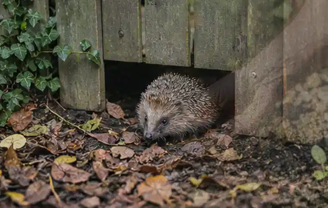 Igel nutzt einen bodennahen Durchgang unter einem hölzernen Gartenzaun; Thema Pelletgrills, Schwerpunkt Nachhaltigkeit; Praxisalltag.