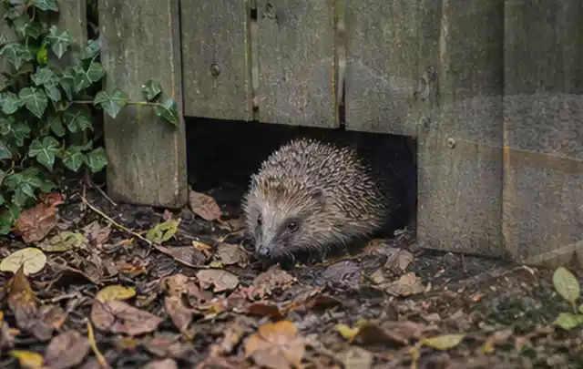 Igel nutzt einen bodennahen Durchgang unter einem hölzernen Gartenzaun; Thema Pelletgrills, Schwerpunkt Outdoor Freizeit; Umsetzung.