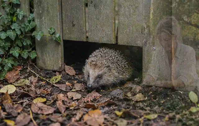 Igel nutzt einen bodennahen Durchgang unter einem hölzernen Gartenzaun; Thema Pelletgrills, Schwerpunkt Sicherheit; Praxisalltag.