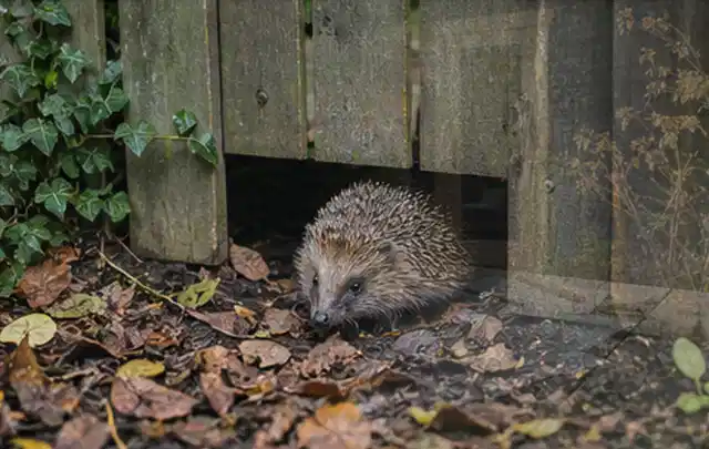 Igel nutzt einen bodennahen Durchgang unter einem hölzernen Gartenzaun; Thema Pelletgrills, Schwerpunkt Systemvergleich; Ausgangslage.