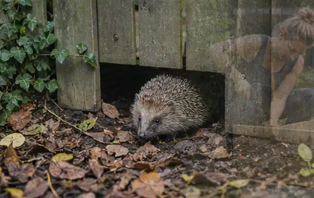 Igel nutzt einen bodennahen Durchgang unter einem hölzernen Gartenzaun; Thema Pelletgrills, Schwerpunkt Testkriterien; Ausgangslage.