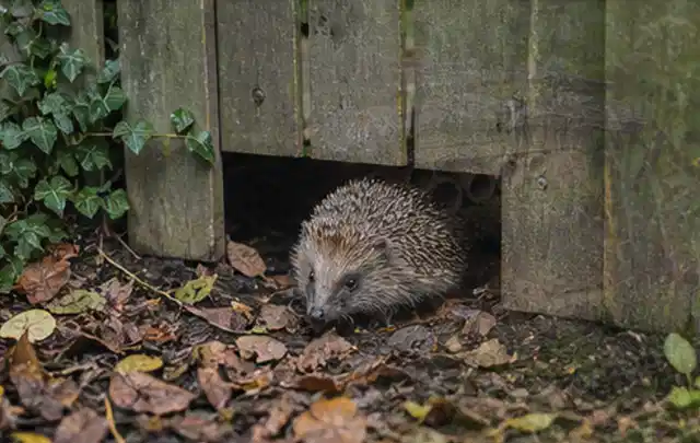 Igel nutzt einen bodennahen Durchgang unter einem hölzernen Gartenzaun; Thema Pelletgrills, Schwerpunkt Vergleich; Praxisalltag.