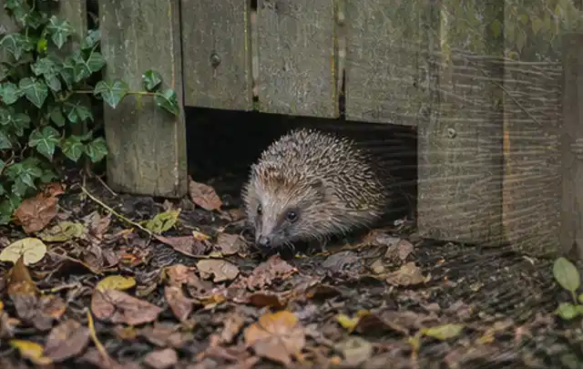 Igel nutzt einen bodennahen Durchgang unter einem hölzernen Gartenzaun; Thema Pelletgrills, Schwerpunkt Wartung; Ausgangslage.