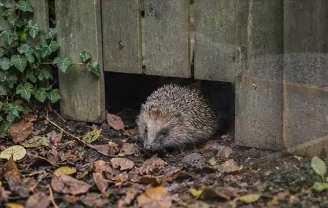 Igel nutzt einen bodennahen Durchgang unter einem hölzernen Gartenzaun; Thema Pelletgrills, Schwerpunkt Winterlager; Ausgangslage.