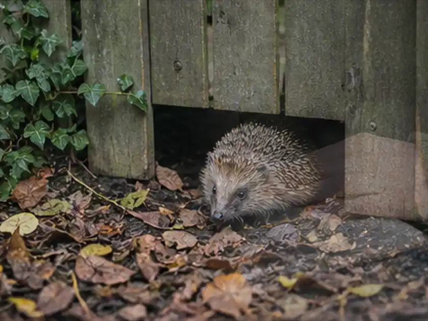 Igel nutzt einen bodennahen Durchgang unter einem hölzernen Gartenzaun; Thema Pergolen, Schwerpunkt Anwendung; Titelbild.
