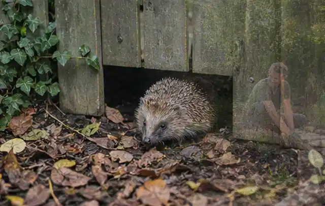 Igel nutzt einen bodennahen Durchgang unter einem hölzernen Gartenzaun; Thema Pergolen, Schwerpunkt Checkliste; Kontrolle.