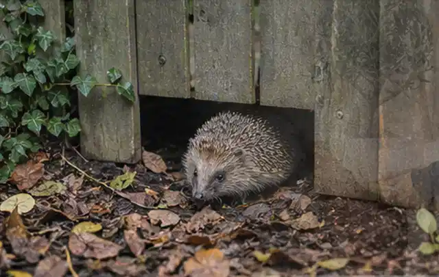Igel nutzt einen bodennahen Durchgang unter einem hölzernen Gartenzaun; Thema Pergolen, Schwerpunkt Dimensionierung; Umsetzung.