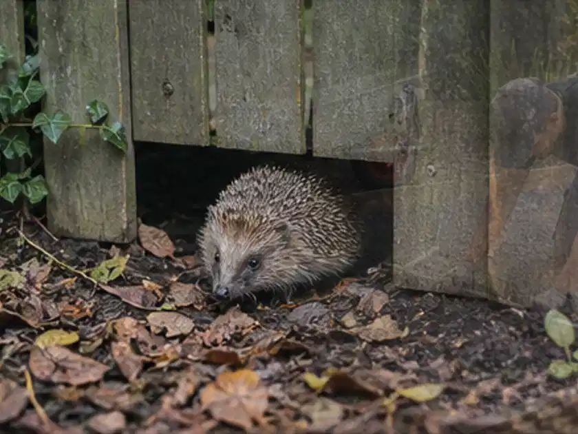 Igel nutzt einen bodennahen Durchgang unter einem hölzernen Gartenzaun; Thema Pergolen, Schwerpunkt Ersatzteile; Titelbild.