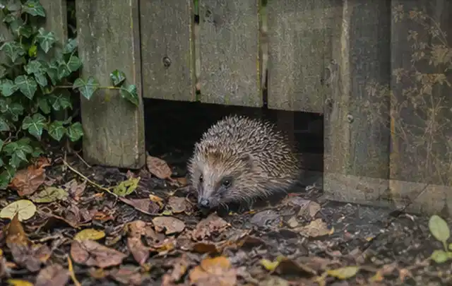 Igel nutzt einen bodennahen Durchgang unter einem hölzernen Gartenzaun; Thema Pergolen, Schwerpunkt Gärten mit großer Fläche; Praxisalltag.