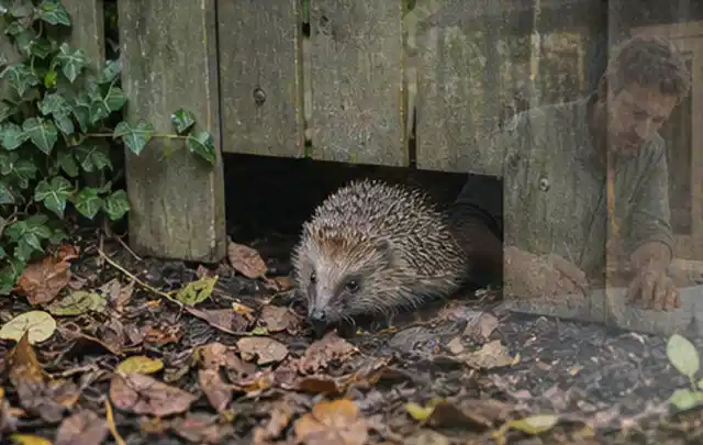 Igel nutzt einen bodennahen Durchgang unter einem hölzernen Gartenzaun; Thema Pergolen, Schwerpunkt Gärten mit kleiner Fläche; Praxisalltag.