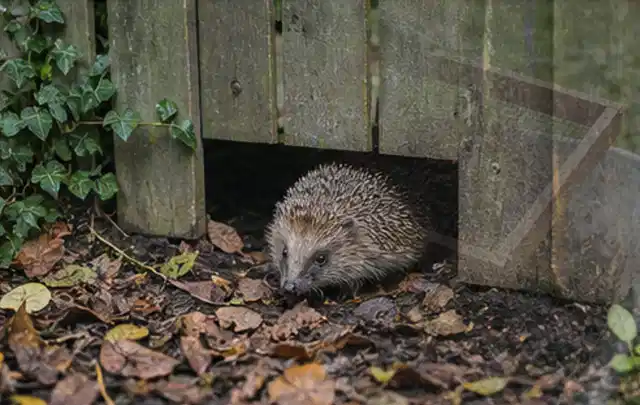 Igel nutzt einen bodennahen Durchgang unter einem hölzernen Gartenzaun; Thema Pergolen, Schwerpunkt Kaufberatung; Ausgangslage.