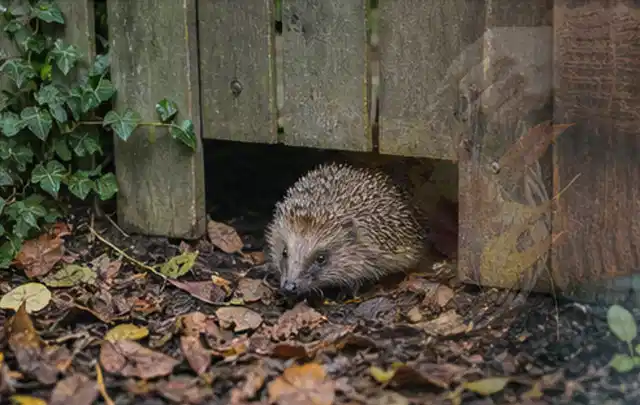 Igel nutzt einen bodennahen Durchgang unter einem hölzernen Gartenzaun; Thema Pergolen, Schwerpunkt Kosten; Praxisalltag.