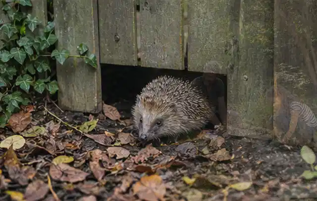Igel nutzt einen bodennahen Durchgang unter einem hölzernen Gartenzaun; Thema Pergolen, Schwerpunkt Nachhaltigkeit; Kontrolle.