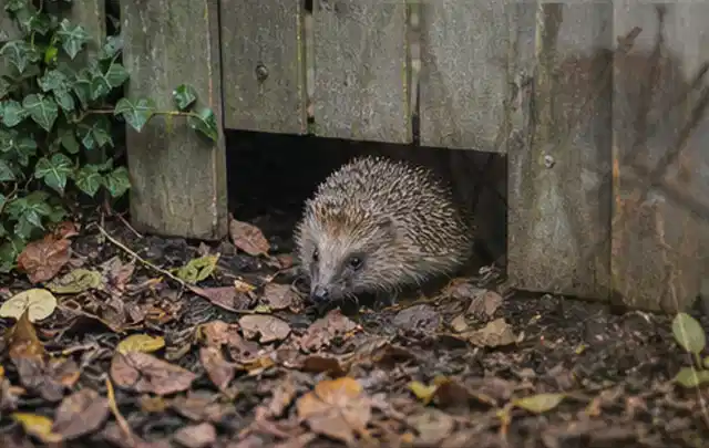 Igel nutzt einen bodennahen Durchgang unter einem hölzernen Gartenzaun; Thema Pergolen, Schwerpunkt Reinigung; Praxisalltag.