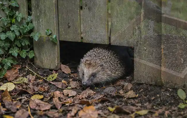 Igel nutzt einen bodennahen Durchgang unter einem hölzernen Gartenzaun; Thema Pergolen, Schwerpunkt Reparatur; Umsetzung.