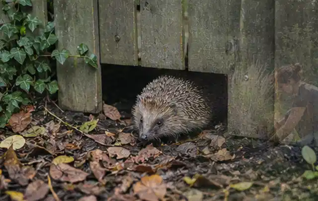 Igel nutzt einen bodennahen Durchgang unter einem hölzernen Gartenzaun; Thema Pergolen, Schwerpunkt Sicherheit; Umsetzung.