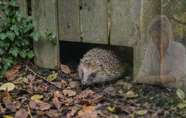 Igel nutzt einen bodennahen Durchgang unter einem hölzernen Gartenzaun; Thema Pergolen, Schwerpunkt Testkriterien; Praxisalltag.