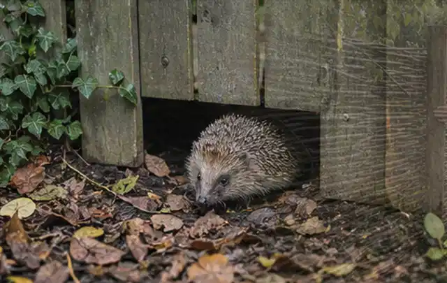 Igel nutzt einen bodennahen Durchgang unter einem hölzernen Gartenzaun; Thema Pergolen, Schwerpunkt Wartung; Umsetzung.