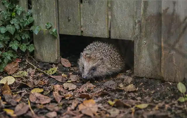 Igel nutzt einen bodennahen Durchgang unter einem hölzernen Gartenzaun; Thema Pergolen, Schwerpunkt Winterlager; Praxisalltag.
