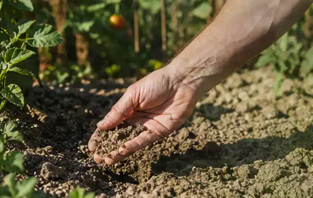 Hand prüft trockene krümelige Gartenerde während einer warmen Sommerphase; Thema Perlschläuche, Schwerpunkt Bewässerung; Ergebnis.