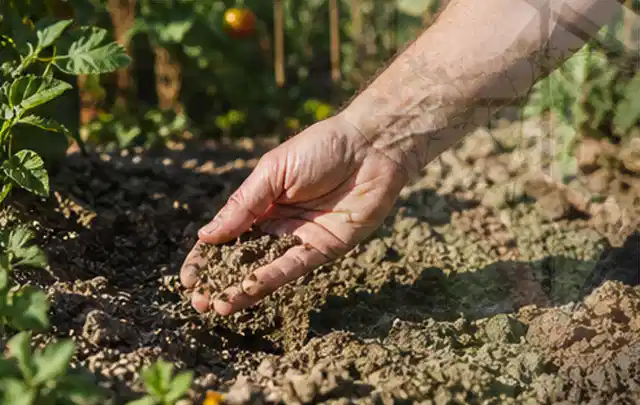 Hand prüft trockene krümelige Gartenerde während einer warmen Sommerphase; Thema Perlschläuche, Schwerpunkt Checkliste; Praxisalltag.