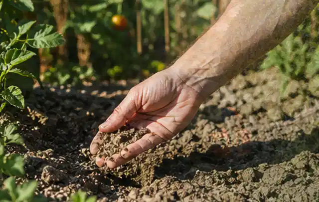Hand prüft trockene krümelige Gartenerde während einer warmen Sommerphase; Thema Perlschläuche, Schwerpunkt Dimensionierung; Praxisalltag.