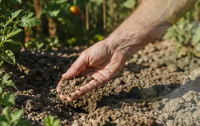 Hand prüft trockene krümelige Gartenerde während einer warmen Sommerphase; Thema Perlschläuche, Schwerpunkt Gärten mit großer Fläche; Ausgangslage.