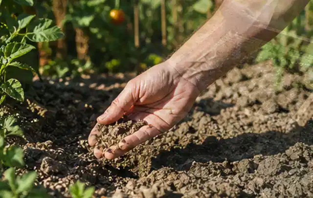 Hand prüft trockene krümelige Gartenerde während einer warmen Sommerphase; Thema Perlschläuche, Schwerpunkt Gärten mit kleiner Fläche; Ergebnis.