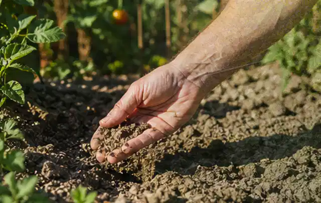 Hand prüft trockene krümelige Gartenerde während einer warmen Sommerphase; Thema Perlschläuche, Schwerpunkt Kosten; Ergebnis.