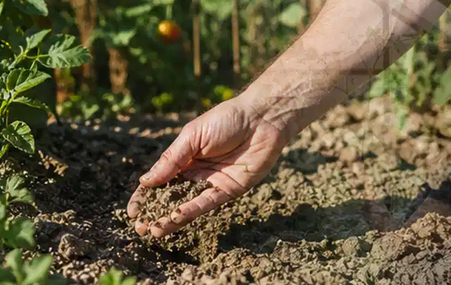 Hand prüft trockene krümelige Gartenerde während einer warmen Sommerphase; Thema Perlschläuche, Schwerpunkt Leistung; Ergebnis.