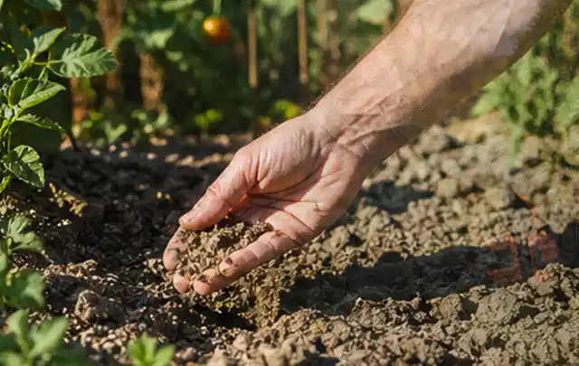 Hand prüft trockene krümelige Gartenerde während einer warmen Sommerphase; Thema Perlschläuche, Schwerpunkt Reinigung; Ausgangslage.