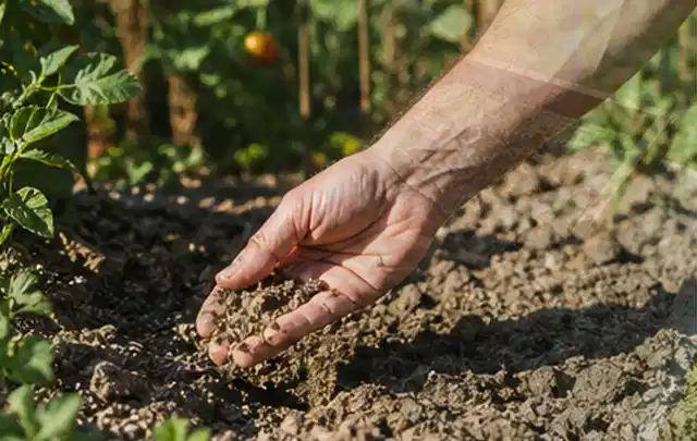 Hand prüft trockene krümelige Gartenerde während einer warmen Sommerphase; Thema Perlschläuche, Schwerpunkt Reparatur; Umsetzung.