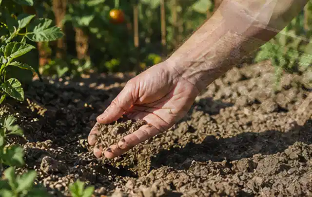 Hand prüft trockene krümelige Gartenerde während einer warmen Sommerphase; Thema Perlschläuche, Schwerpunkt Testkriterien; Umsetzung.