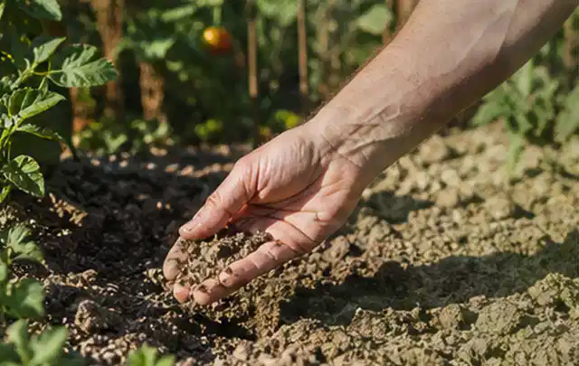 Hand prüft trockene krümelige Gartenerde während einer warmen Sommerphase; Thema Perlschläuche, Schwerpunkt Vergleich; Umsetzung.