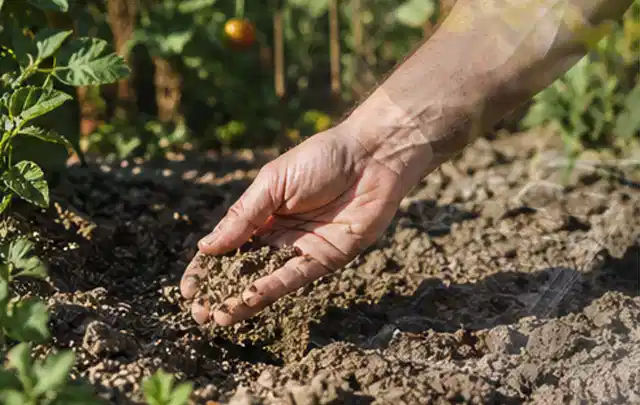 Hand prüft trockene krümelige Gartenerde während einer warmen Sommerphase; Thema Perlschläuche, Schwerpunkt Winterlager; Ausgangslage.