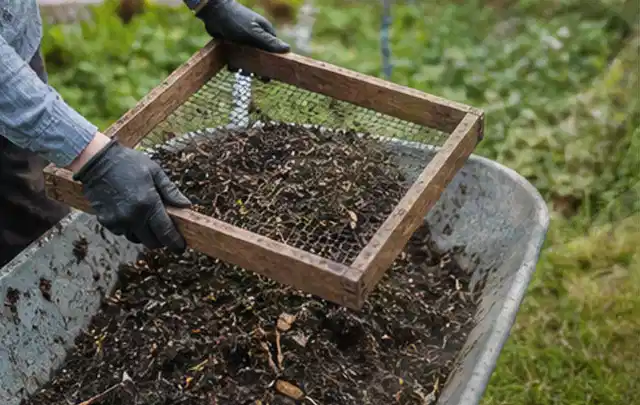 Behandschuhte Hände sieben reifen Kompost über einer Gartenschubkarre; Thema Petersilie, Schwerpunkt Balkongarten; Umsetzung.