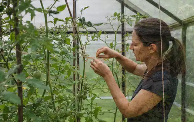Person bindet junge Tomatentriebe in einem privaten Gewächshaus vorsichtig an; Thema Petersilie, Schwerpunkt Balkongarten; Ergebnis.