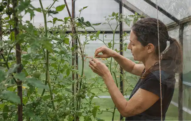 Person bindet junge Tomatentriebe in einem privaten Gewächshaus vorsichtig an; Thema Petersilie, Schwerpunkt Bewässerung; Ausgangslage.