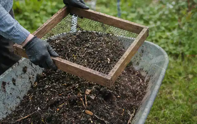 Behandschuhte Hände sieben reifen Kompost über einer Gartenschubkarre; Thema Petersilie, Schwerpunkt Bewässerung; Umsetzung.
