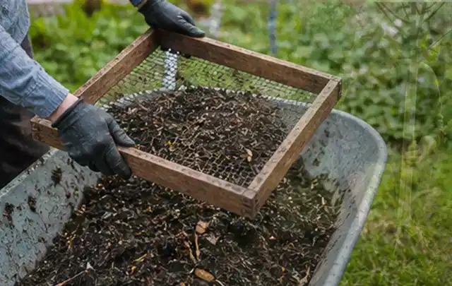 Behandschuhte Hände sieben reifen Kompost über einer Gartenschubkarre; Thema Petersilie, Schwerpunkt Boden; Ausgangslage.