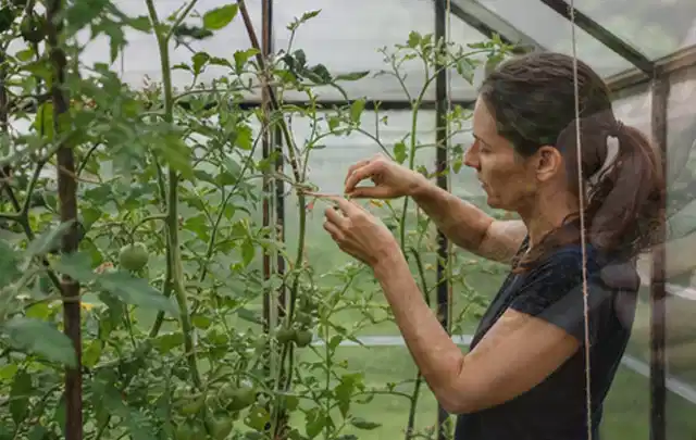 Person bindet junge Tomatentriebe in einem privaten Gewächshaus vorsichtig an; Thema Petersilie, Schwerpunkt Boden; Kontrolle.