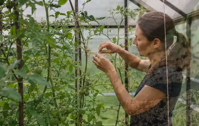 Person bindet junge Tomatentriebe in einem privaten Gewächshaus vorsichtig an; Thema Petersilie, Schwerpunkt Einsteigerwissen; Umsetzung.