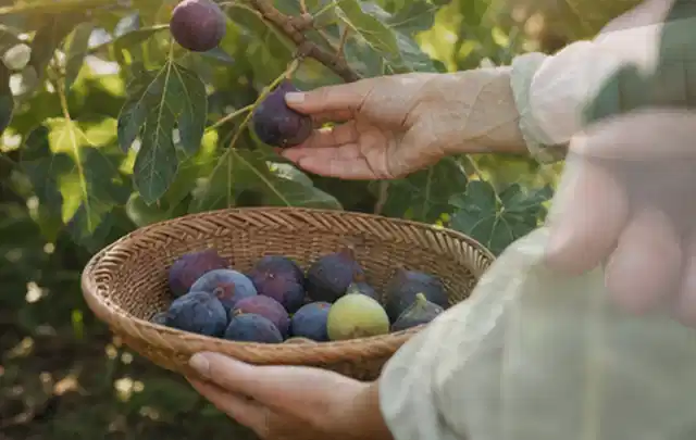 Hand pflückt eine reife Feige über einem flachen Korb mit Früchten; Thema Petersilie, Schwerpunkt Einsteigerwissen; Ergebnis.