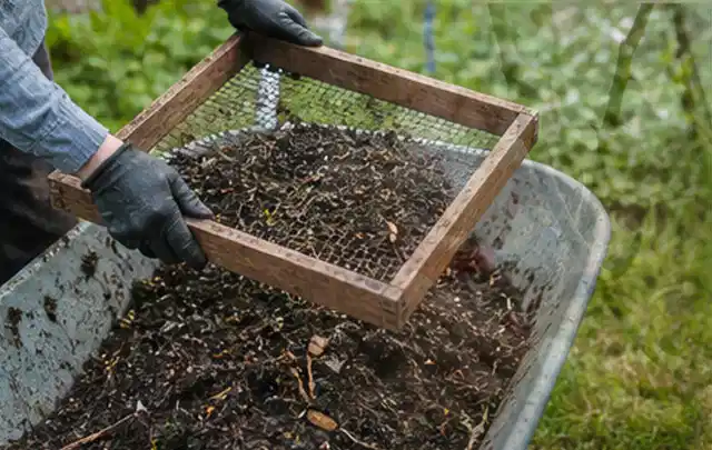 Behandschuhte Hände sieben reifen Kompost über einer Gartenschubkarre; Thema Petersilie, Schwerpunkt Einsteigerwissen; Praxisalltag.