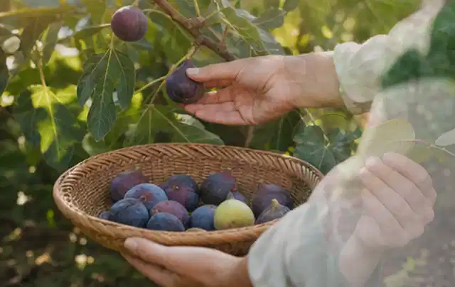 Hand pflückt eine reife Feige über einem flachen Korb mit Früchten; Thema Petersilie, Schwerpunkt Fehlerhilfe; Ausgangslage.