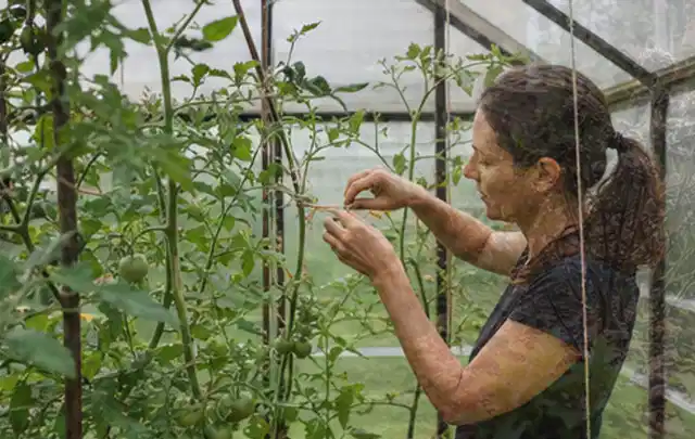 Person bindet junge Tomatentriebe in einem privaten Gewächshaus vorsichtig an; Thema Petersilie, Schwerpunkt Fehlerhilfe; Praxisalltag.
