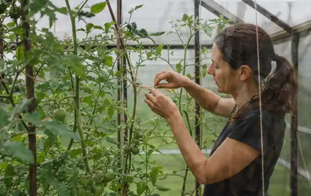 Person bindet junge Tomatentriebe in einem privaten Gewächshaus vorsichtig an; Thema Petersilie, Schwerpunkt Gewächshaus; Kontrolle.